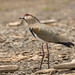 Southern Lapwing - A first 504_1082.jpg