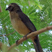 Bluish-gray Saltator, Saltator coerulescens