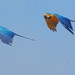 Blue-and-Yellow Macaw, Ara ararauna