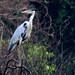 Cocoi Heron, Ardea cocoi