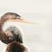 Anhinga, Huntington Beach State Park