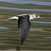 Black-winged Stilt (Himantopus himantopus) 黑翅長腳鷸 - 071124_R7C6694x