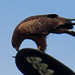 Savanna Hawk, Buteogallus meridionalis