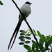 Fork-tailed Flycatcher, Tyrannus savana