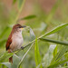 Geelkeelstekelstaart - Yellow-chinned Spinetail