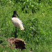 Jabiru, Jabiru mycteria