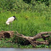 Jabiru, Jabiru mycteria