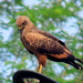 Savanna Hawk, Buteogallus meridionalis