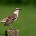 Calandria Común (Mimus saturninus)