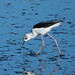 DSCF9673c Black-winged Stilt, RSPB Titchwell, September 2024