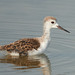 Stelzenläufer (Himantopus himantopus), West Coast NP, Südafrika