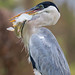 Portrait Of A Cocoi Heron With A Caught Fish In Its Beak