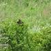 Turkey Vulture 2