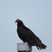 Turkey Vulture 1