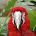 Scarlet macaw (Ara macao)  -  (Published by GETTY IMAGES)