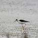 Black-winged Stilt