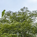 Yellow-crowned Amazon (Amazona ochrocephala). Laguna de Sonso, Colombia