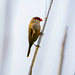 Observant dalt la canya / Viewpoint for the waxbill