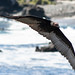 Chilean Turkey Vulture