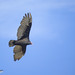 Aura gallipavo, Cathartes aura, Turkey Vulture