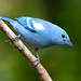 Blue-gray Tanager in eastern Ecuador