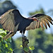 Cathartes burrovianus