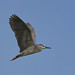 Кваква, Nycticorax nycticorax nycticorax, Black-crowned Night Heron