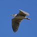 Кваква, Nycticorax nycticorax nycticorax, Black-crowned Night Heron