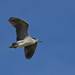 Кваква, Nycticorax nycticorax nycticorax, Black-crowned Night Heron