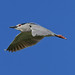 Кваква, Nycticorax nycticorax nycticorax, Black-crowned Night Heron