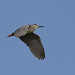 Кваква, Nycticorax nycticorax nycticorax, Black-crowned Night Heron