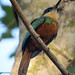 Rufous-tailed Jacamar, Galbula ruficauda