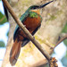 Rufous-tailed Jacamar, Galbula ruficauda