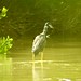 Yellow-crowned night heron, Nyctanassa violacea, Желтоголовая кваква