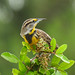 Eastern Meadowlark