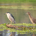 Kwak - Black-crowned Night-Heron