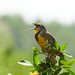 Eastern Meadowlark