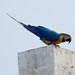 Blue-and-yellow Macaw, Ara ararauna