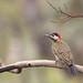 Green-barred Woodpecker (Colaptes melanochloros), female