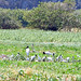 Jabiru (Jabiru mycteria)