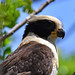 Laughing Falcon (Herpetotheres cachinnans)