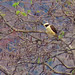 Laughing Falcon (Herpetotheres cachinnans)