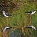 黑翅長腳鷸, 黑翅長腳鴴, 高蹺鴴, Black-winged Stilt, Himantopus himantopus,