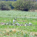 Jabiru (Jabiru mycteria)