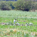 Jabiru (Jabiru mycteria)