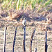 Laughing Falcon (Herpetotheres cachinnans)