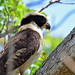 Laughing Falcon (Herpetotheres cachinnans)