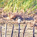 Laughing Falcon (Herpetotheres cachinnans)