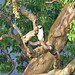 Laughing Falcon (Herpetotheres cachinnans)