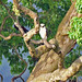 Laughing Falcon (Herpetotheres cachinnans)